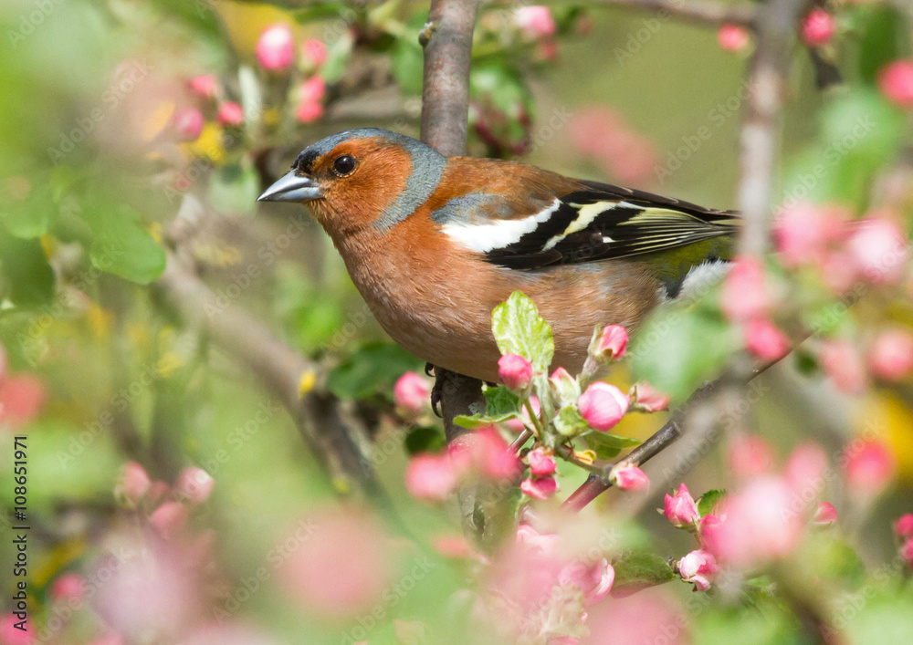 Common Chaffinch on the apple tree