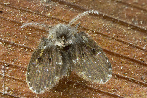 Drain Fly - Clogmia albipunctata. This is a shot at 4X lifesize, actual size is about 4mm.