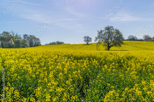Blühendes Rapsfeld mit Bäumen - Brassica napus, Gegenlichtaufnahme