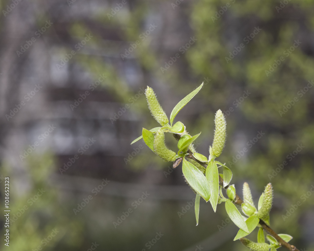 Brittle willow, Salix fragilis, blossom in spring with bokeh background, selective focus, shallow DOF Brittle willow, Salix fragilis, blossom in spring with bokeh background, selective focus, shallow DOF