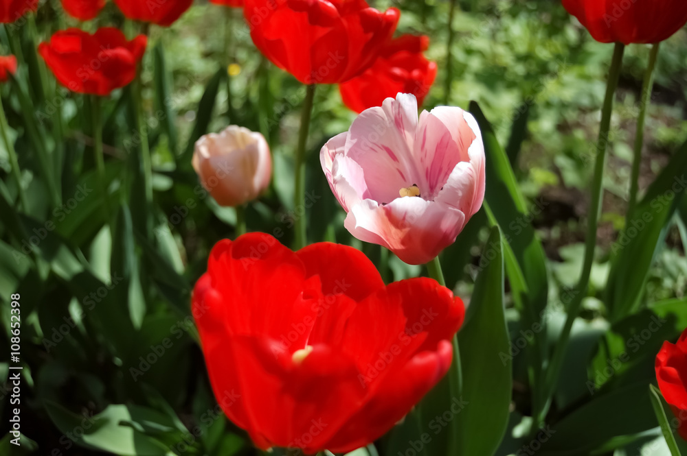Tulips red and rose.