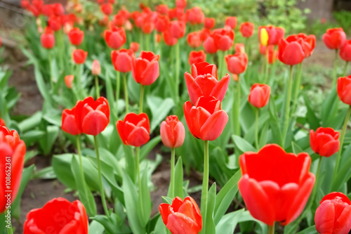 Flowers of tulips.