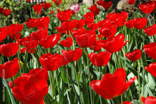 Flowers of red tulips.