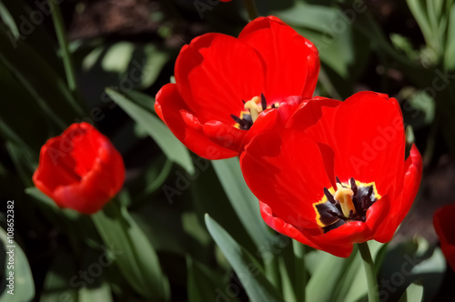 Three red tulips .