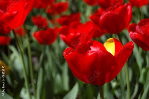 Tulip red with yellow.