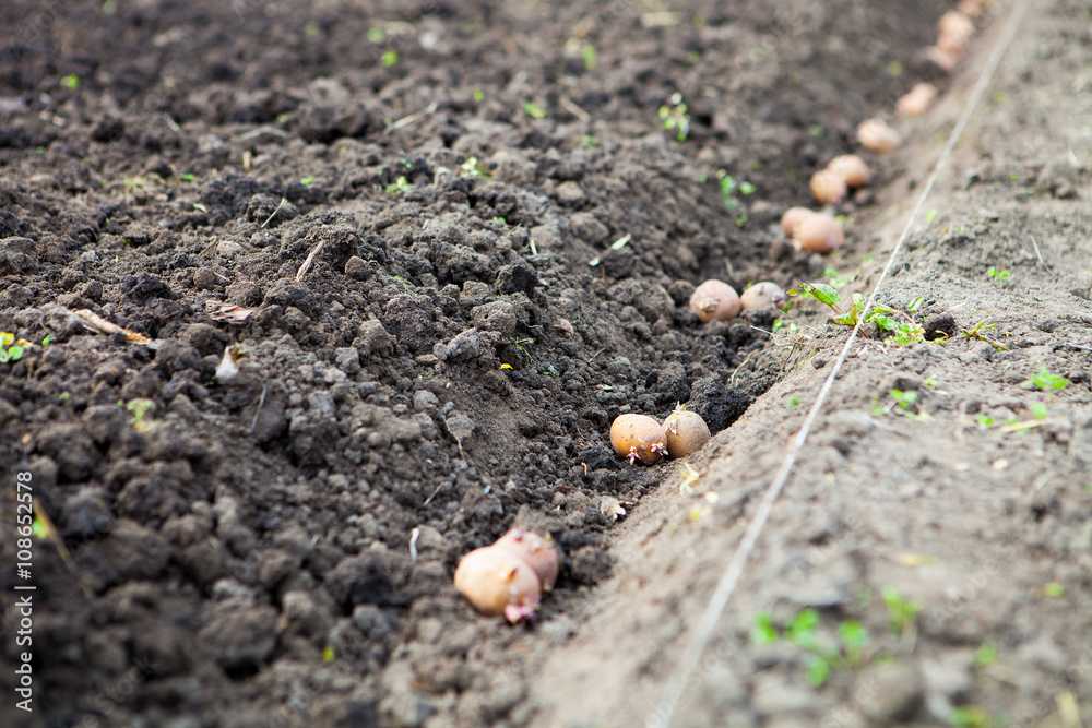 Finished process of planting potato field in the vegetable gard Finished process of planting potato field in the vegetable gard