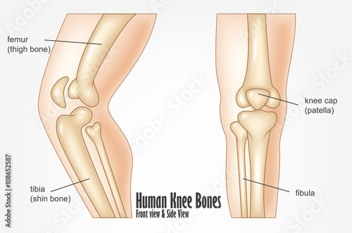Human knee bones front and side view anatomy