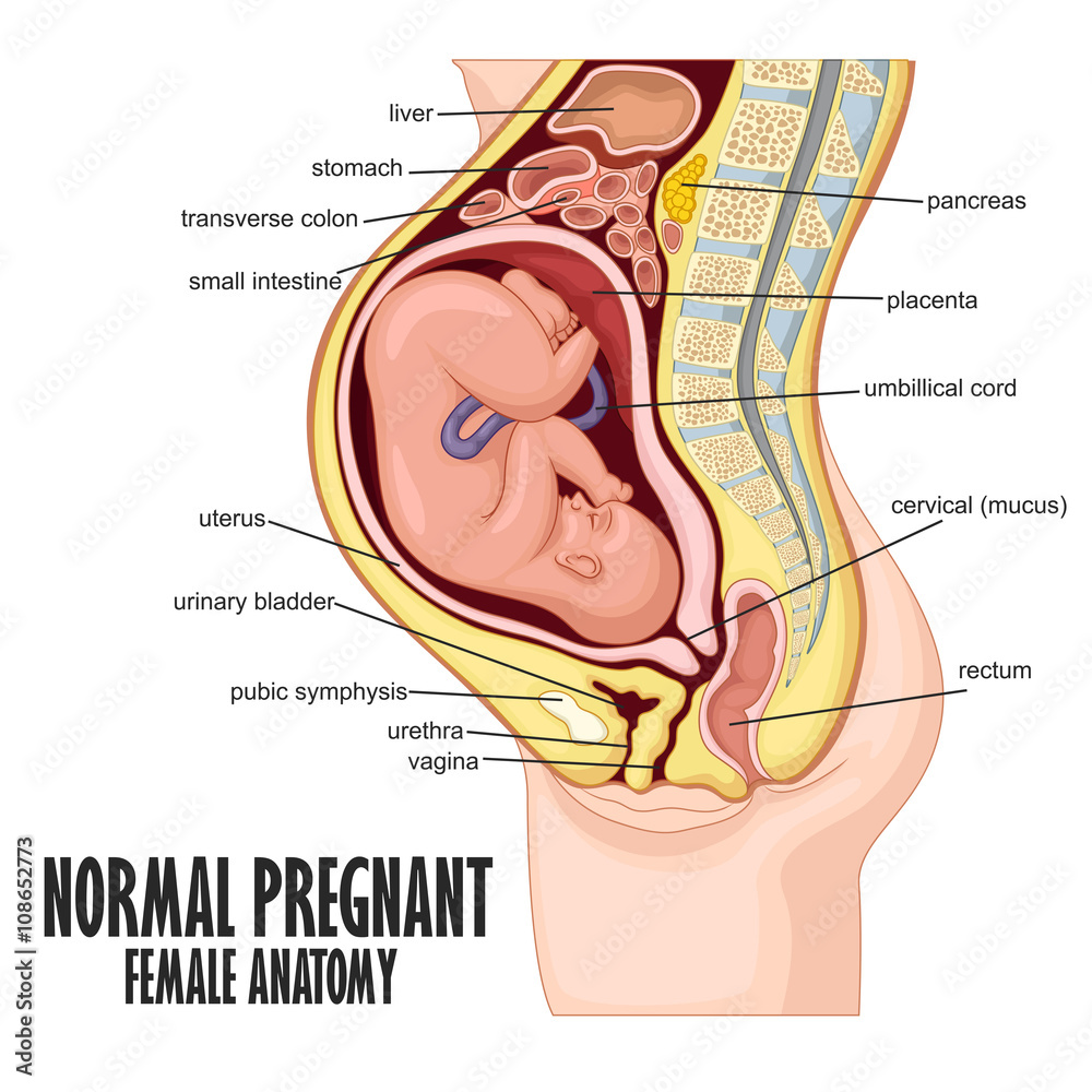 Obraz premium Normal Pregnant female anatomy