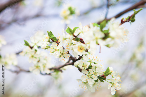 Blossom tree over nature background. Spring flowers. Spring Back