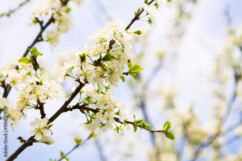 Blossom tree over nature background. Spring flowers. Spring Back