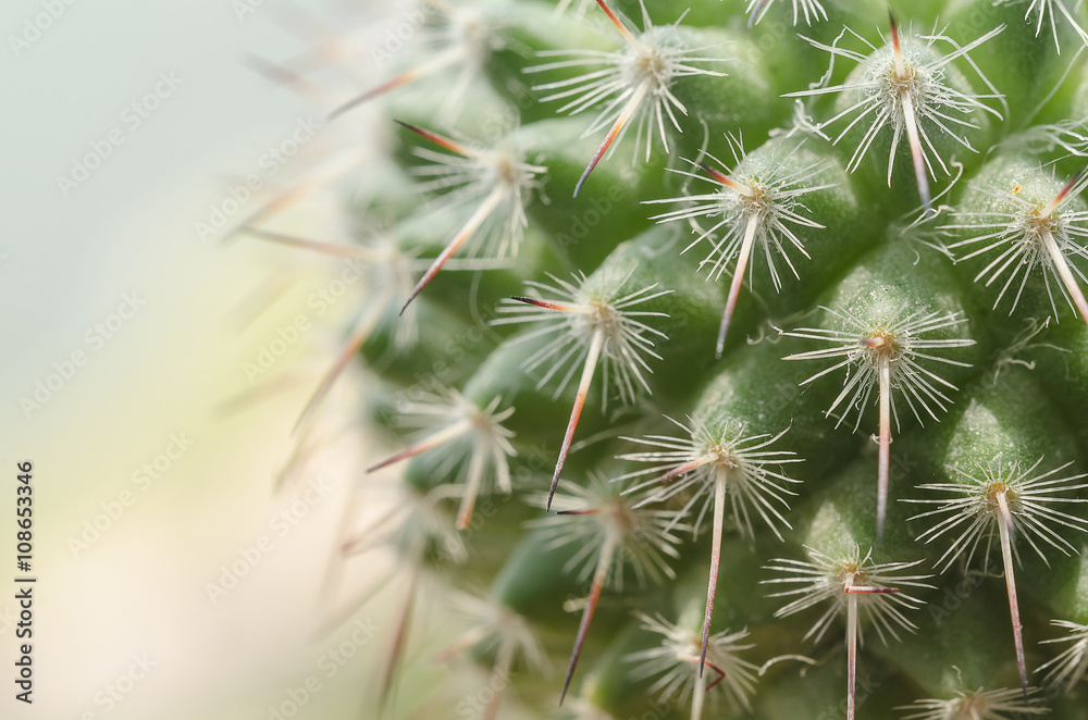 Close up green cactus on pot with office buliding background Close up green cactus on pot with office buliding background