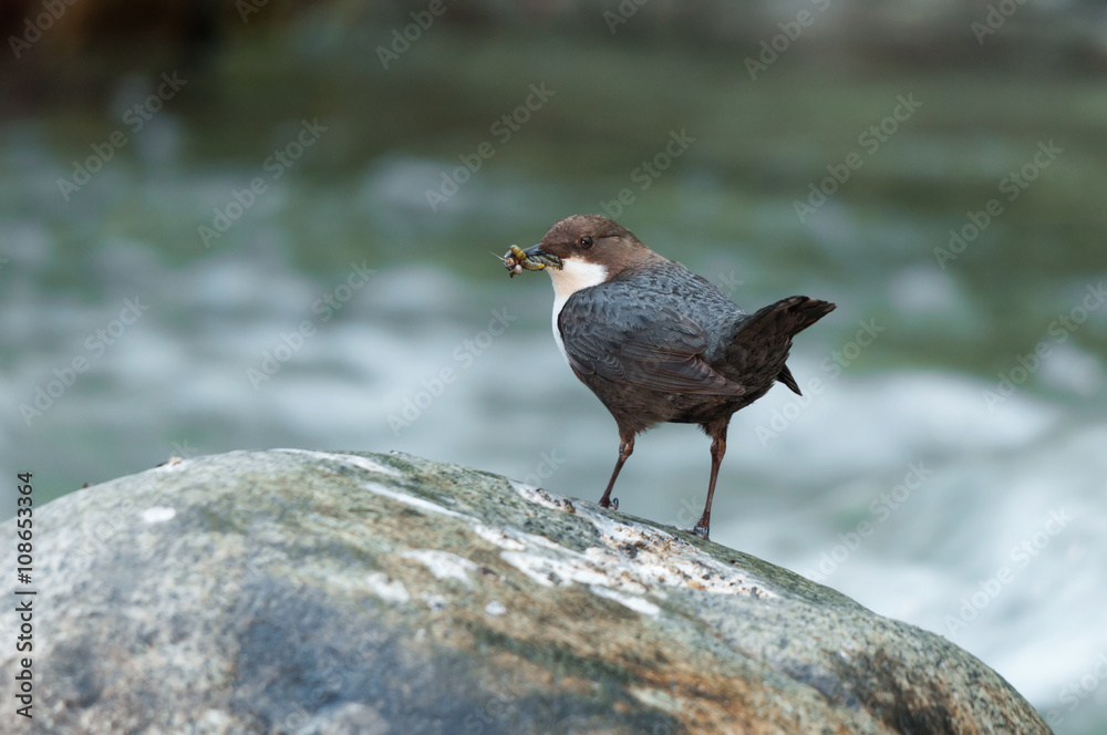 A white-throated dipper with insects caught in its bill standing on a rock in a stream A white-throated dipper with insects caught in its bill standing on a rock in a stream