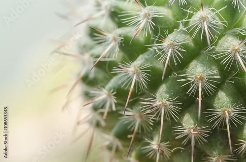 Close up green cactus on pot with office buliding background