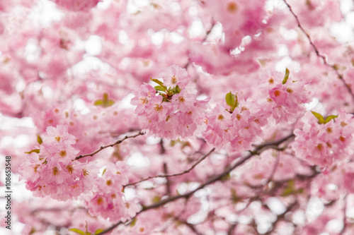 Blurry background cherry tree