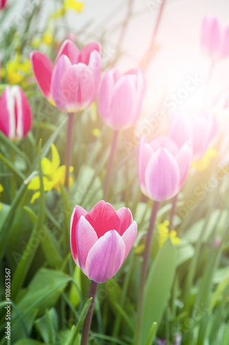 Fototapeta Naklejka Na Ścianę i Meble -  Beautiful pink tulips