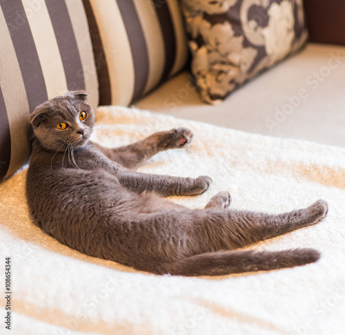 cute funny grey cat relaxing on the couch