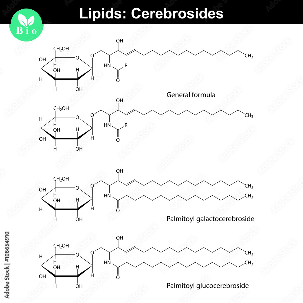 Cerebroside molecules Cerebroside molecules