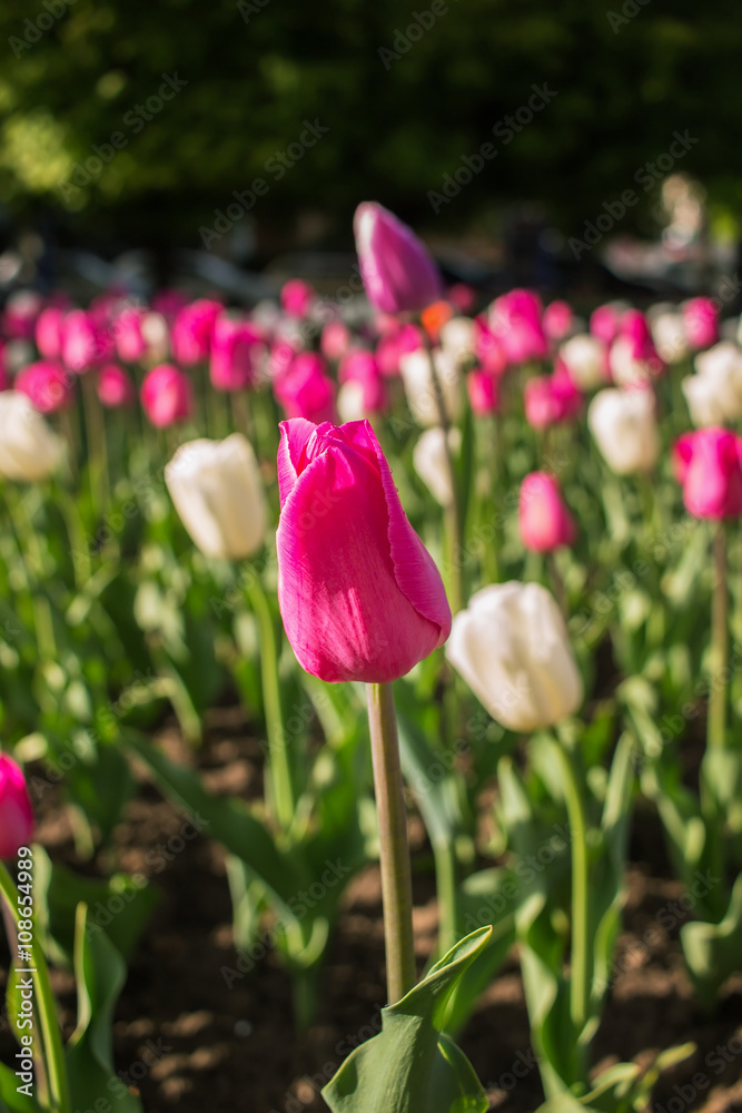 Obraz premium Tulips in the flower bed, nature background.