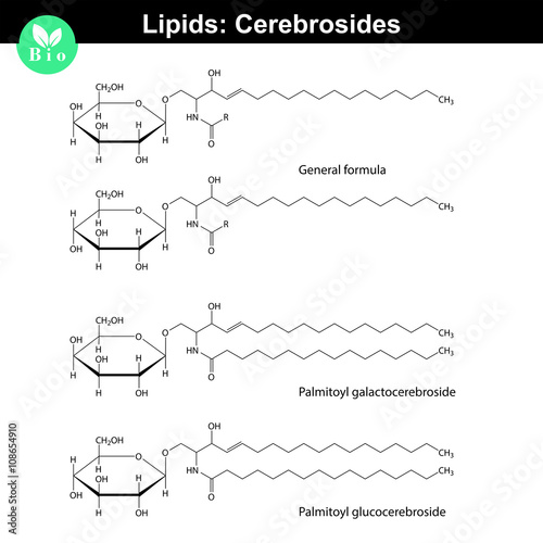 Cerebroside molecules