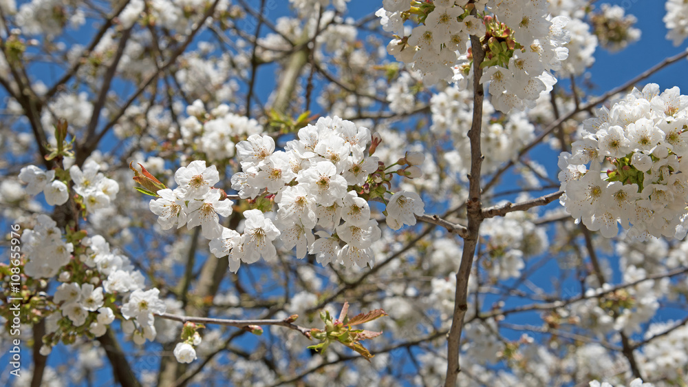 Kirschblüten, Süßkirsche, Prunus avium Kirschblüten, Süßkirsche, Prunus avium
