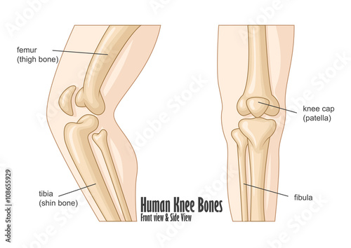 Human knee bones front and side view anatomy
