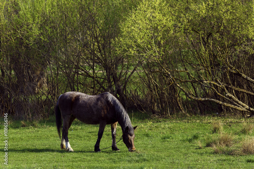 Horse on a grass background in the Ukrainian village