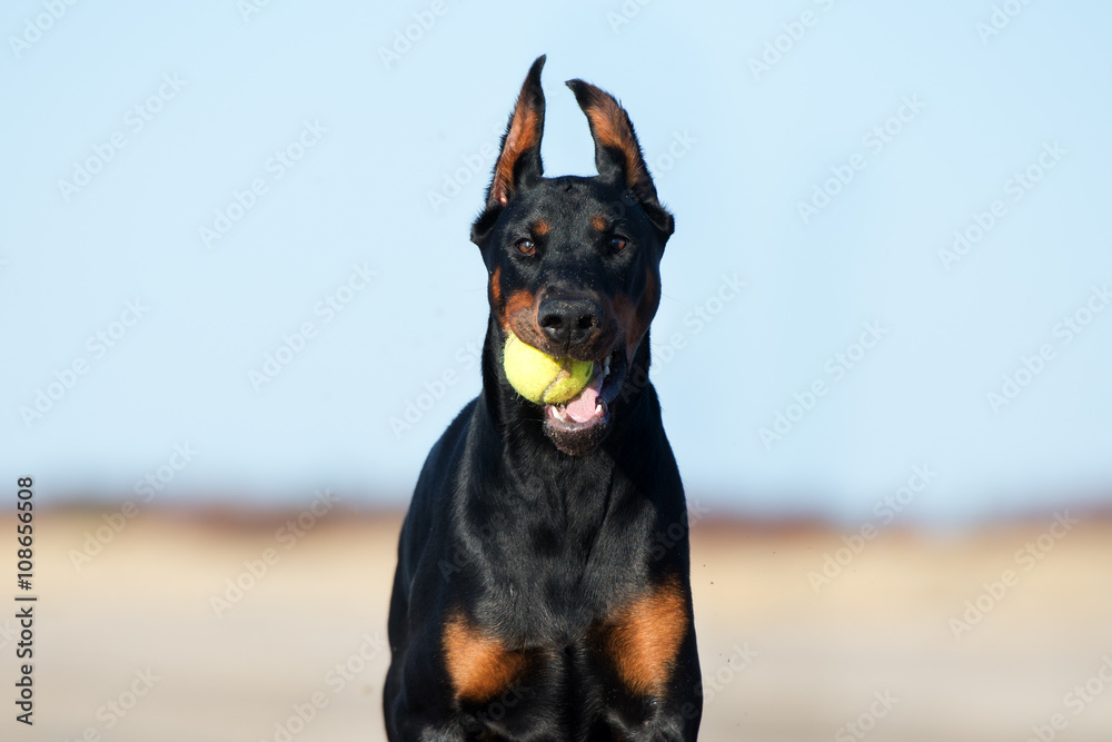 black doberman dog with a tennis ball 