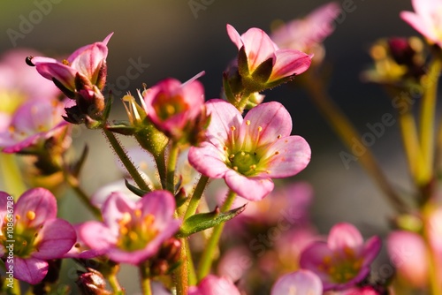 Pink saxifrage flower with detail of bloom