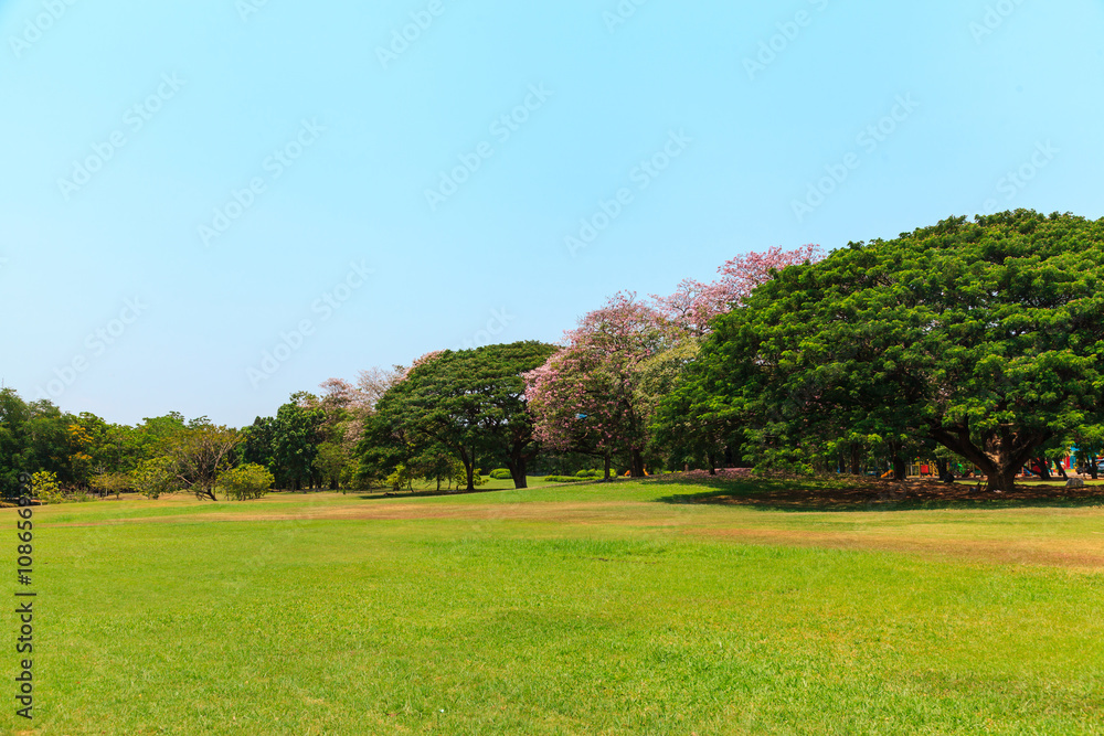 Obraz premium Beautiful Park