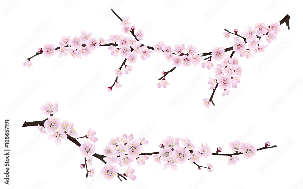 Fototapeta premium Set of spring blooming tree branches, tree branch with pink flowers. Sakura or cherry.