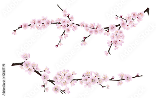 Set of spring blooming tree branches, tree branch with pink flowers. Sakura or cherry.