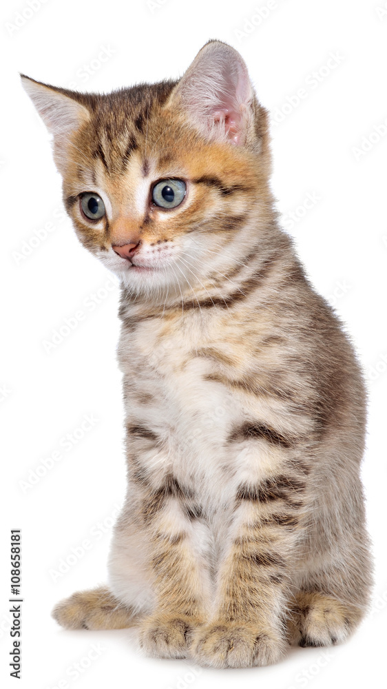 Shorthair brindled kitten