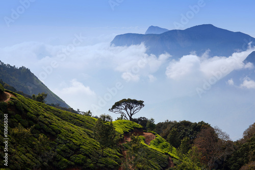 Tea plantation in Munnar, Kerala, South India photo