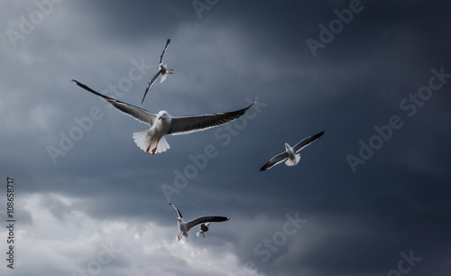 Flying seagulls during a thunderstorm