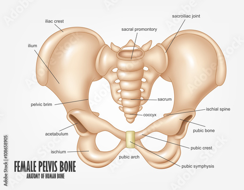 Female Pelvis Bone anatomy