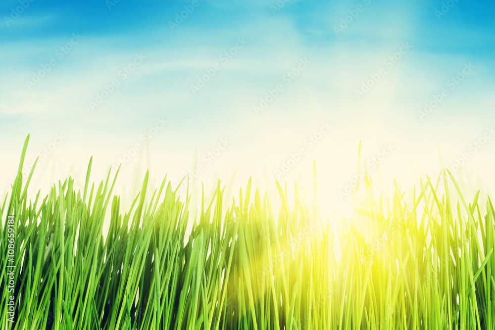 Green grass field and blue sky with sun