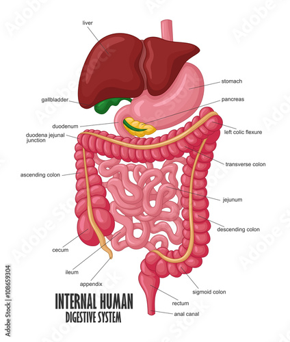 The Part Of Internal Human Digestive System Illustration