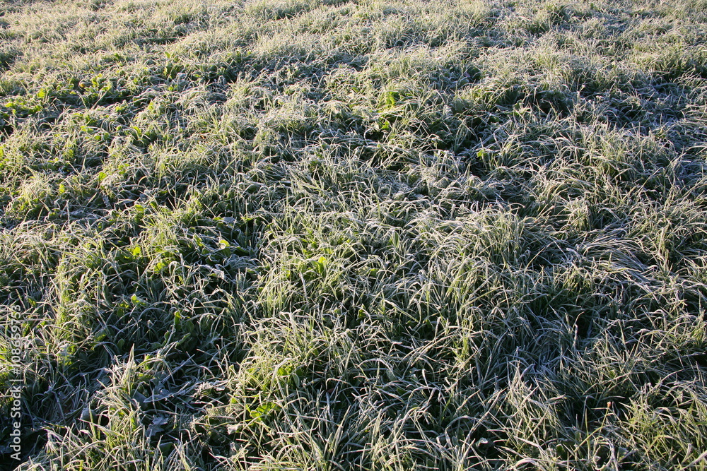Fototapeta premium Frost on the grass
