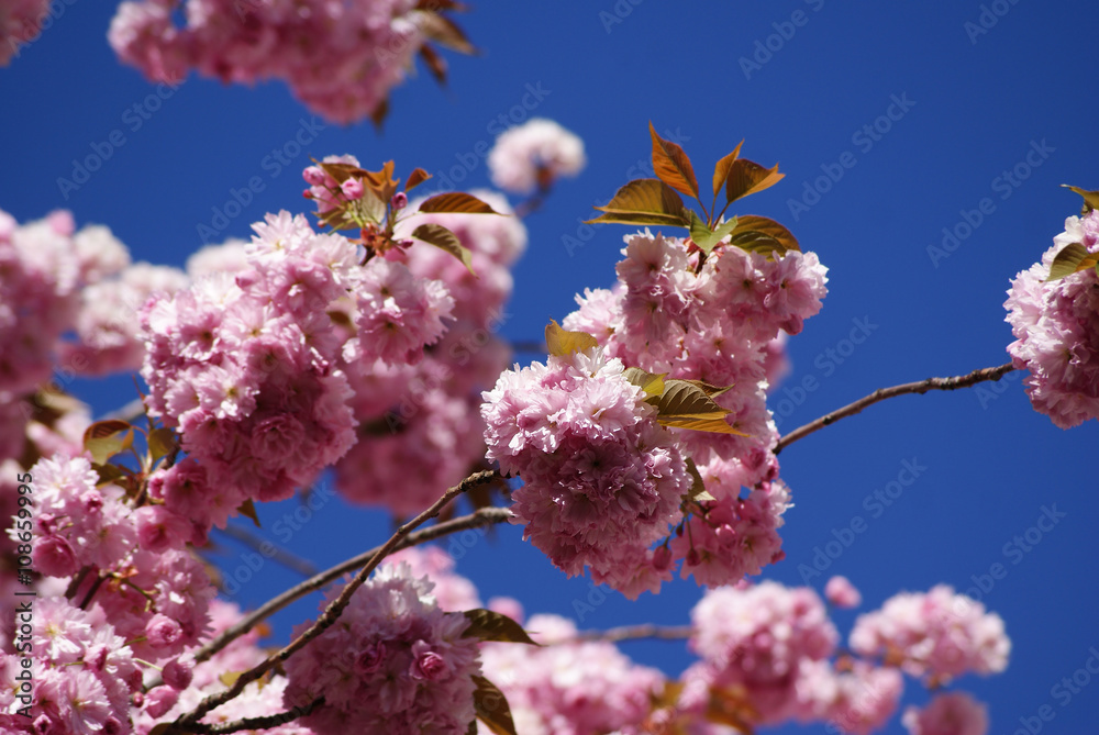 Fototapeta premium Kirschblüte Bonn
