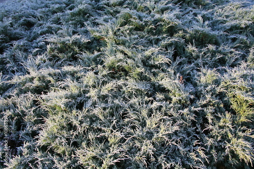 Frost on the juniper