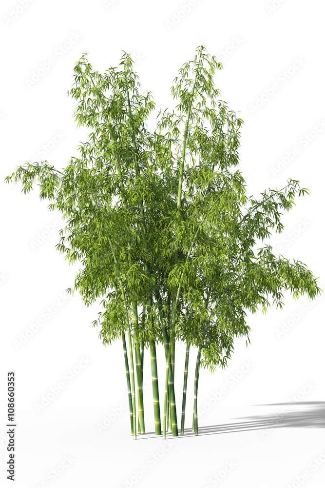 Obraz premium A group of fresh green bamboo trees isolated on white background. 3d illustration.