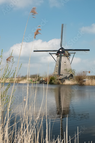 Old windmill in the Netherlands, with reed in the foreground