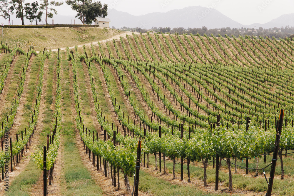 Row of grapevines in a vineyard in California