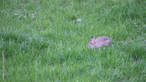 aufmerksamer Hase auf dem Rasen beim Fressen und putzen photo