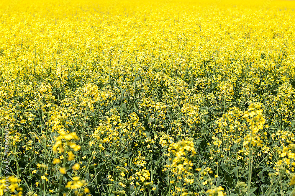 Fototapeta premium Colza field