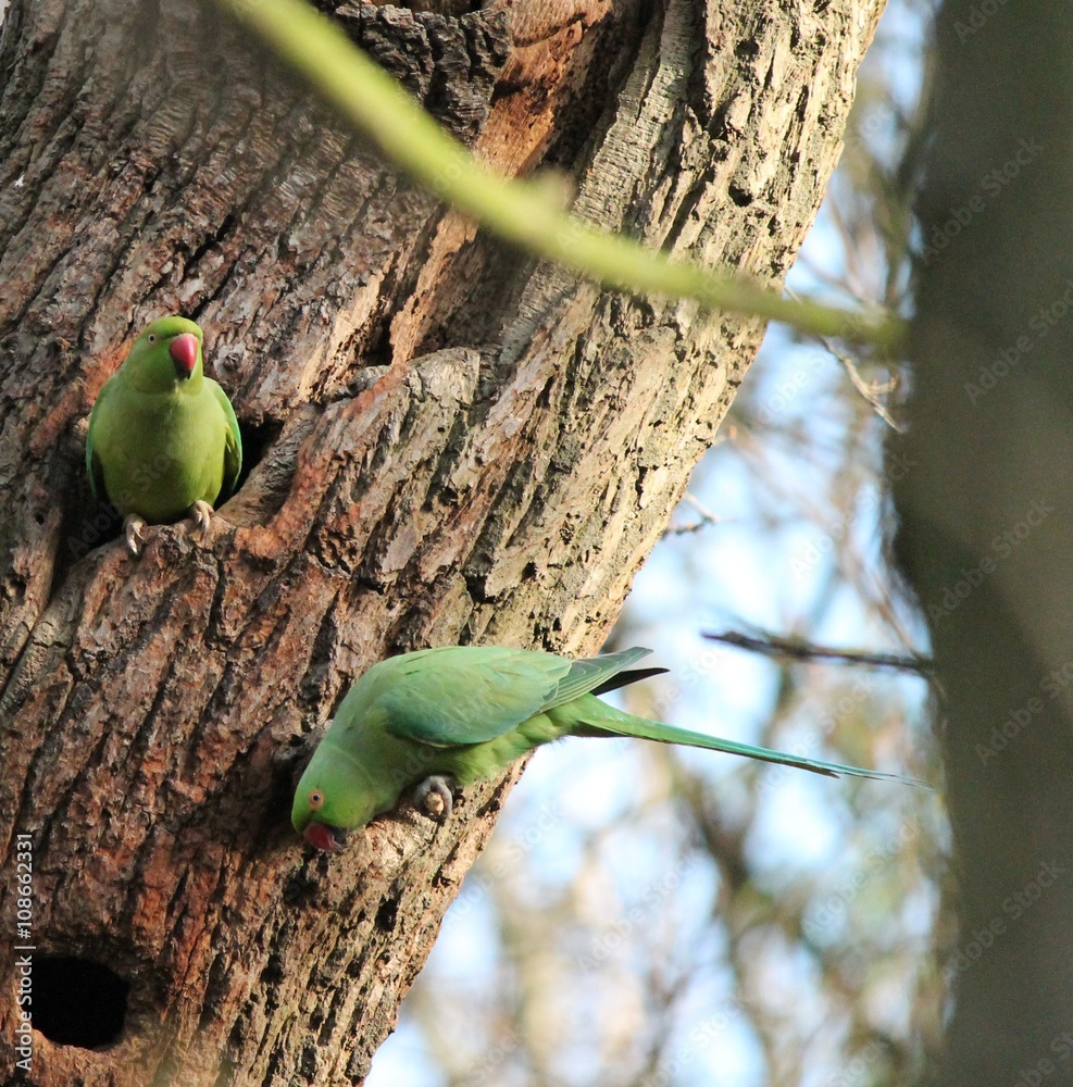 Two Rose Ringed Parakeets Examining Nest Cavity Stock Photo, Picture and  Royalty Free Image. Image 22759997.