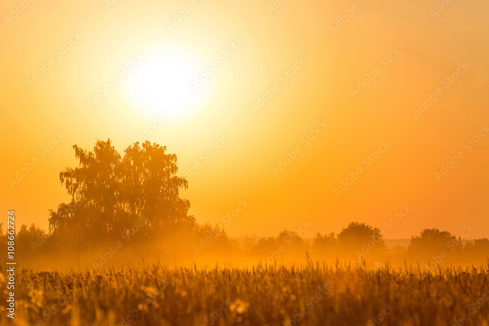 Fototapeta premium Sunset in field
