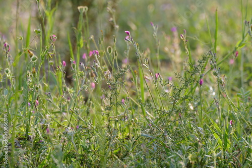 Blumenwiese