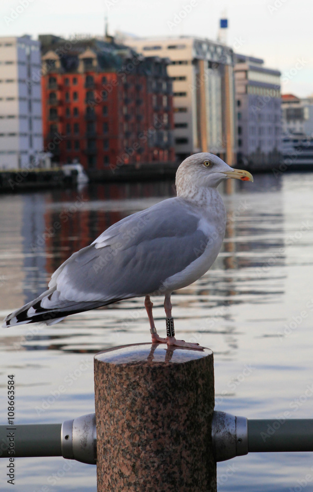 Obraz premium Bergen