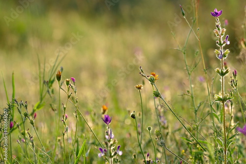 Blumenwiese © Janjana